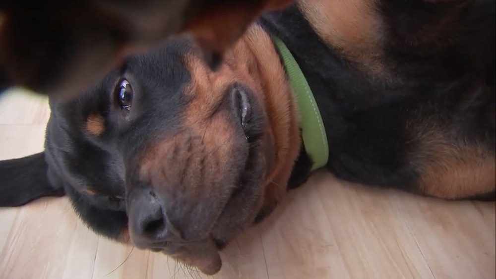 Woman's dog attacks back